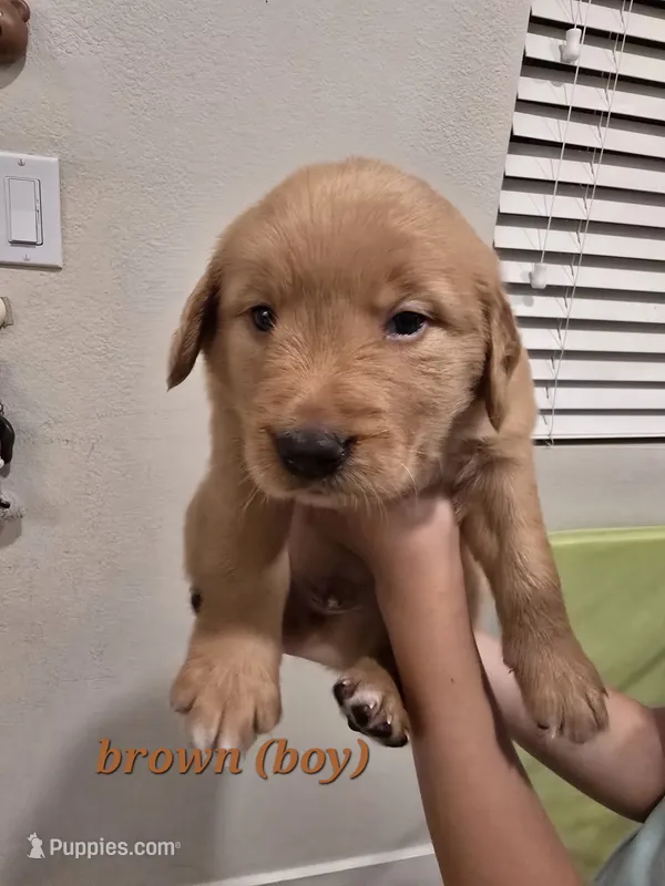 Brown  – Golden Retriever puppy for sale in Dublin, CA