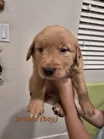 Brown , a male Golden Retriever for sale in Dublin, CA – 1 of 1