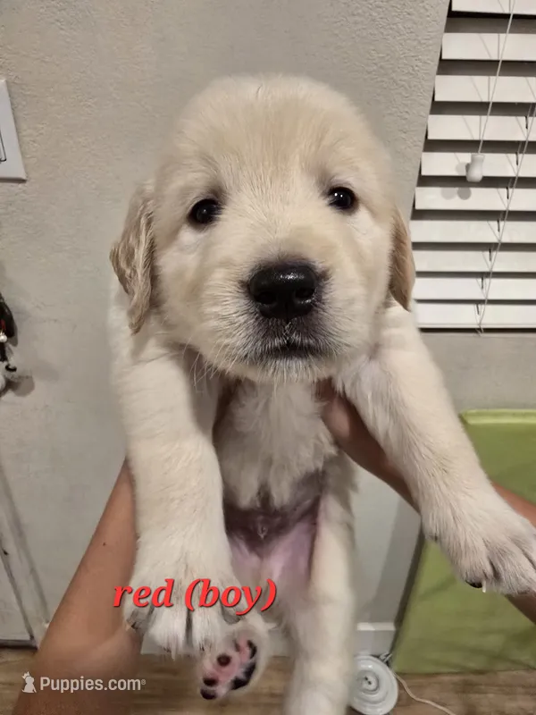 Red  – Golden Retriever puppy for sale in Dublin, CA