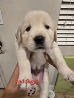 Red , a male Golden Retriever for sale in Dublin, CA – 1 of 1