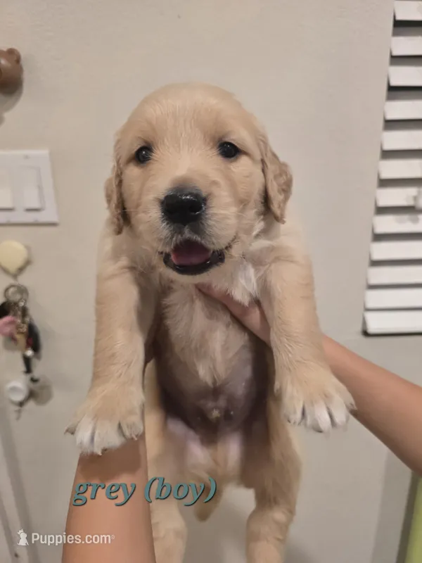Grey – Golden Retriever puppy for sale in Dublin, CA