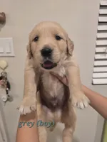 Grey, a male Golden Retriever for sale in Dublin, CA – 1 of 1