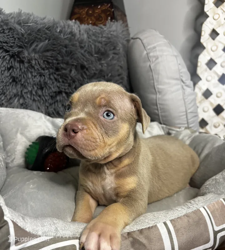 Male 4 – Ghost (Lilac Tri) – American Bully puppy for sale in Atlanta, GA