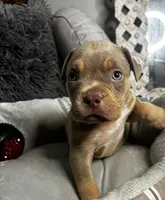 Male 4 – Ghost (Lilac Tri), a male American Bully for sale in Atlanta, GA – 2 of 5