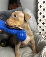 Female 3 – Luxe (Lilac Tri), a female American Bully for sale in Atlanta, GA – 8 of 9