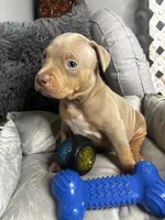 Female 2 – Nova (Lilac Tri), a female American Bully for sale in Atlanta, GA – 1 of 6
