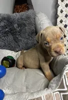 Female 3 – Luxe (Lilac Tri), a female American Bully for sale in Atlanta, GA – 5 of 9