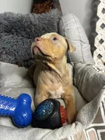 Female 2 – Nova (Lilac Tri), a female American Bully for sale in Atlanta, GA – 3 of 6