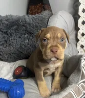 Male 3 – Cairo, a male American Bully for sale in Atlanta, GA – 3 of 6