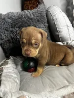 Female 1 – Mocha, a female American Bully for sale in Atlanta, GA – 5 of 8