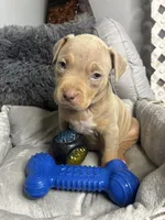 Female 2 – Nova (Lilac Tri), a female American Bully for sale in Atlanta, GA – 4 of 6