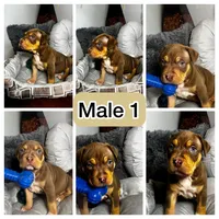 Male 1 – Titan, a male American Bully for sale in Atlanta, GA – 6 of 6