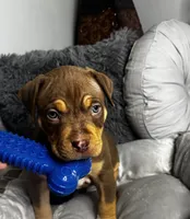 Male 1 – Titan, a male American Bully for sale in Atlanta, GA – 4 of 6
