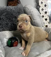 Male 4 – Ghost (Lilac Tri), a male American Bully for sale in Atlanta, GA – 3 of 5