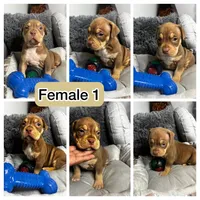 Female 1 – Mocha, a female American Bully for sale in Atlanta, GA – 8 of 8