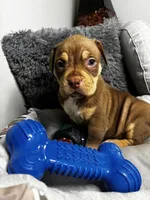 Female 1 – Mocha, a female American Bully for sale in Atlanta, GA – 4 of 8