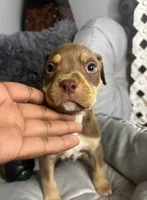 Male 2 – Maverick, a male American Bully for sale in Atlanta, GA – 4 of 5