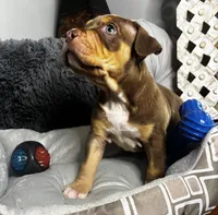 Male 1 – Titan, a male American Bully for sale in Atlanta, GA – 2 of 6
