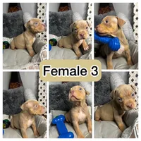 Female 3 – Luxe (Lilac Tri), a female American Bully for sale in Atlanta, GA – 9 of 9