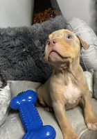 Female 3 – Luxe (Lilac Tri), a female American Bully for sale in Atlanta, GA – 7 of 9