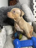 Female 2 – Nova (Lilac Tri), a female American Bully for sale in Atlanta, GA – 2 of 6