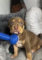 Male 1 – Titan, a male American Bully for sale in Atlanta, GA – 3 of 6