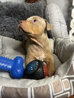 Female 2 – Nova (Lilac Tri), a female American Bully for sale in Atlanta, GA – 5 of 6