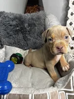 Female 3 – Luxe (Lilac Tri), a female American Bully for sale in Atlanta, GA – 2 of 9