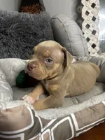 Male 4 – Ghost (Lilac Tri), a male American Bully for sale in Atlanta, GA – 4 of 5
