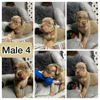 Male 4 – Ghost (Lilac Tri), a male American Bully for sale in Atlanta, GA – 5 of 5