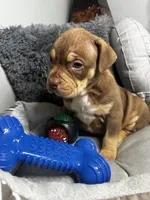 Female 1 – Mocha, a female American Bully for sale in Atlanta, GA – 6 of 8