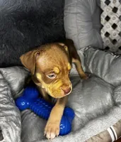 Male 2 – Maverick, a male American Bully for sale in Atlanta, GA – 2 of 5