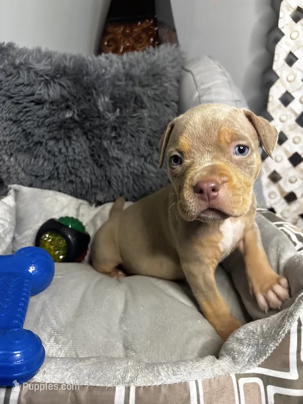 Female 3 – Luxe (Lilac Tri) – American Bully puppy for sale in Atlanta, GA