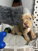 Female 3 – Luxe (Lilac Tri), a female American Bully for sale in Atlanta, GA – 1 of 9
