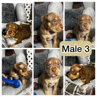 Male 3 – Cairo, a male American Bully for sale in Atlanta, GA – 6 of 6