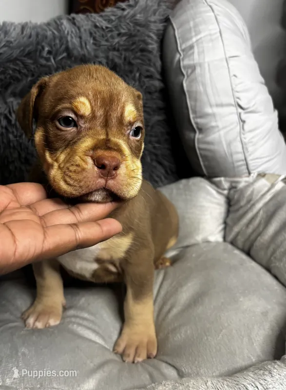 Female 1 – Mocha – American Bully puppy for sale in Atlanta, GA