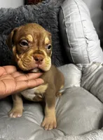 Female 1 – Mocha, a female American Bully for sale in Atlanta, GA – 1 of 8