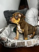 Male 1 – Titan, a male American Bully for sale in Atlanta, GA – 5 of 6