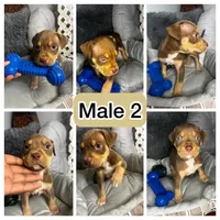 Male 2 – Maverick, a male American Bully for sale in Atlanta, GA – 5 of 5