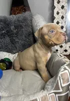 Female 3 – Luxe (Lilac Tri), a female American Bully for sale in Atlanta, GA – 6 of 9