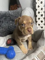 Male 3 – Cairo, a male American Bully for sale in Atlanta, GA – 5 of 6