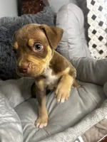 Male 2 – Maverick, a male American Bully for sale in Atlanta, GA – 1 of 5