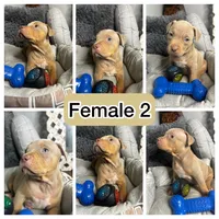 Female 2 – Nova (Lilac Tri), a female American Bully for sale in Atlanta, GA – 6 of 6