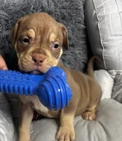 Female 1 – Mocha, a female American Bully for sale in Atlanta, GA – 2 of 8