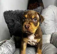 Male 1 – Titan, a male American Bully for sale in Atlanta, GA – 1 of 6