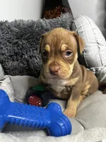 Female 1 – Mocha, a female American Bully for sale in Atlanta, GA – 7 of 8