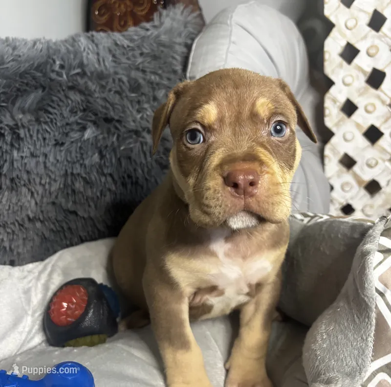 Male 3 – Cairo – American Bully puppy for sale in Atlanta, GA