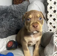 Male 3 – Cairo, a male American Bully for sale in Atlanta, GA – 1 of 6
