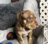 Male 3 – Cairo, a male American Bully for sale in Atlanta, GA – 2 of 6