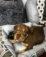 Male 3 – Cairo, a male American Bully for sale in Atlanta, GA – 4 of 6